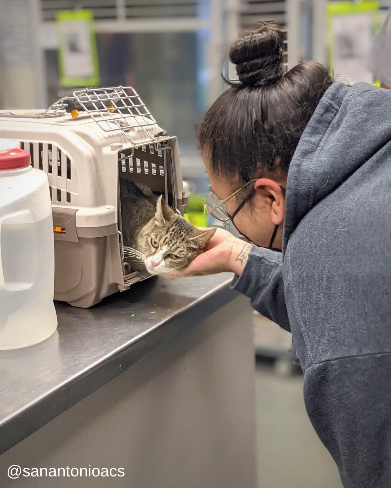 Tras 6 años de estar perdida, un oficial rescató a Monkey Face y la llevó al refugio de San Antonio Animal Care Services para que la atendieran.