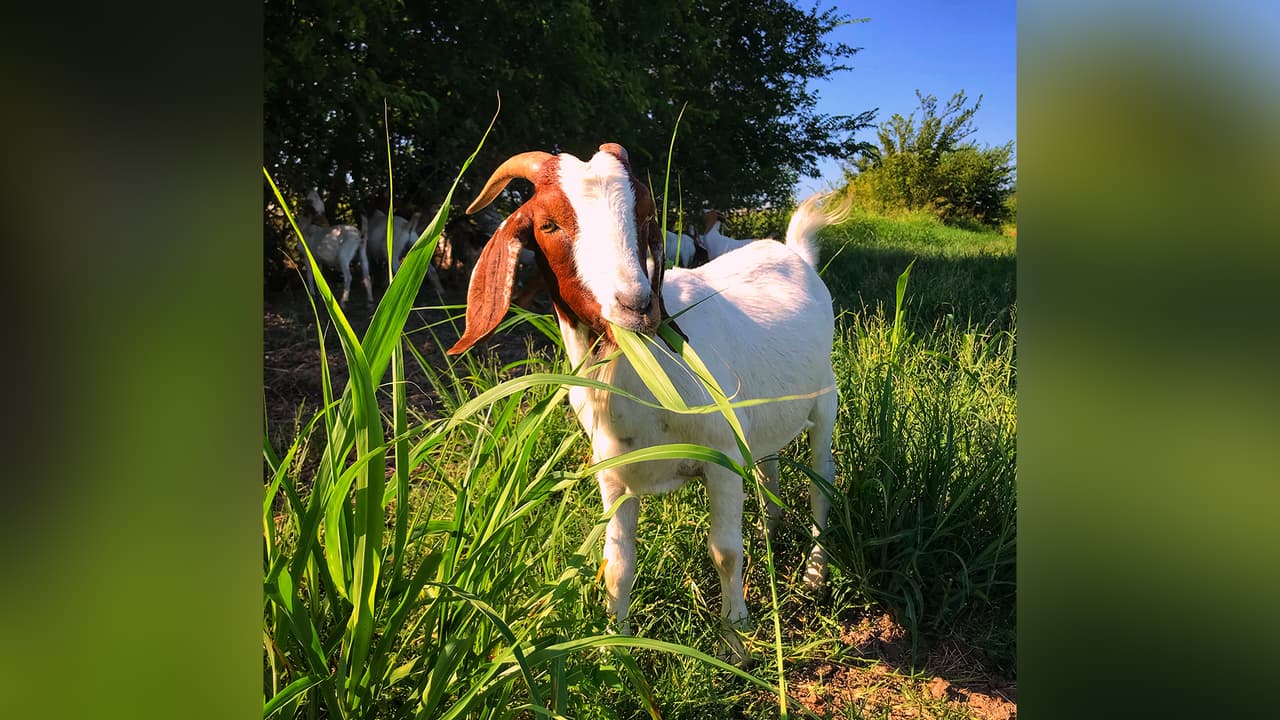 Este proyecto piloto es posible con la ayuda de 
<b><a href="https://nam04.safelinks.protection.outlook.com/?url=http%3A%2F%2Fwww.rentaruminant.com%2Ftexas-2.html&data=02%7C01%7Cmhanes%40univision.net%7C5ed505aa80824747d45b08d8597b5ef8%7C91ff98f7aa664cf39617b5c4f409c51d%7C0%7C0%7C637357733733114313&sdata=D61klsG0qmItt%2BvmuciWzc3YjXHxluqkk7ng06gGnqM%3D&reserved=0">Rent-A-Ruminant® Texas</a></b> y se enfocará en 1.5 acres de tierra alrededor de los estanques, el público podrá ver a las cabras trabajando del 4 al 10 de octubre en las áreas sur y norte de los estanques Woodway.
<br>