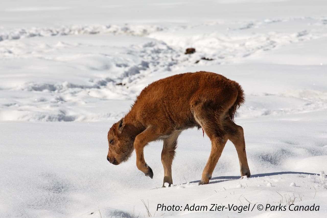 Esta es una de las crías dando sus primero pasos.