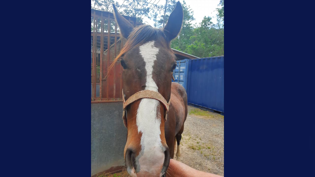 "Si usted es el propietario, conoce al propietario o tiene información sobre a dónde pertenece este caballo, comuníquese con la Unidad de Ganadería de la Oficina del Sheriff", indica la publicación.