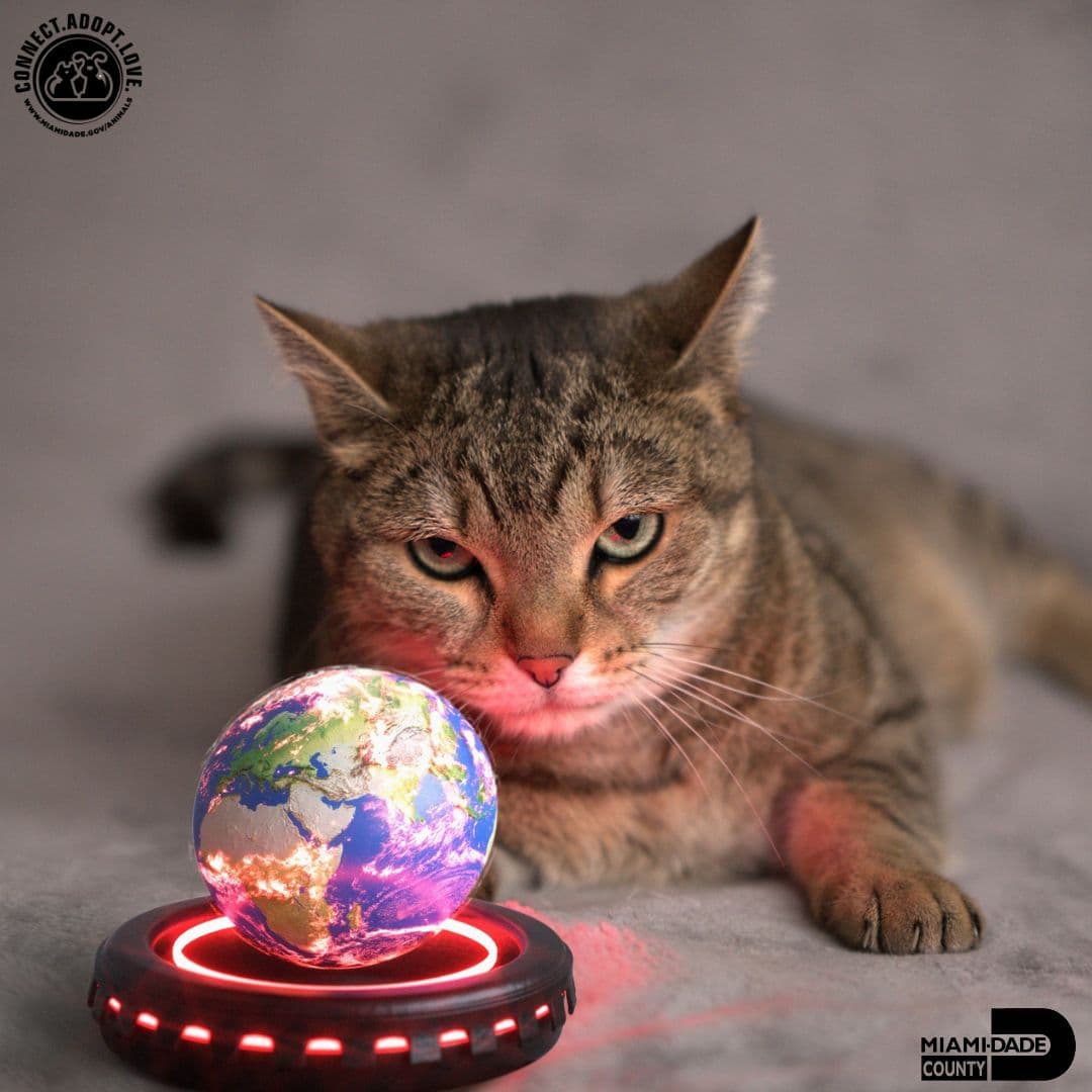 Todas las adopciones incluyen vacunas iniciales, microchip, desparasitación y cirugía de esterilización o castración.