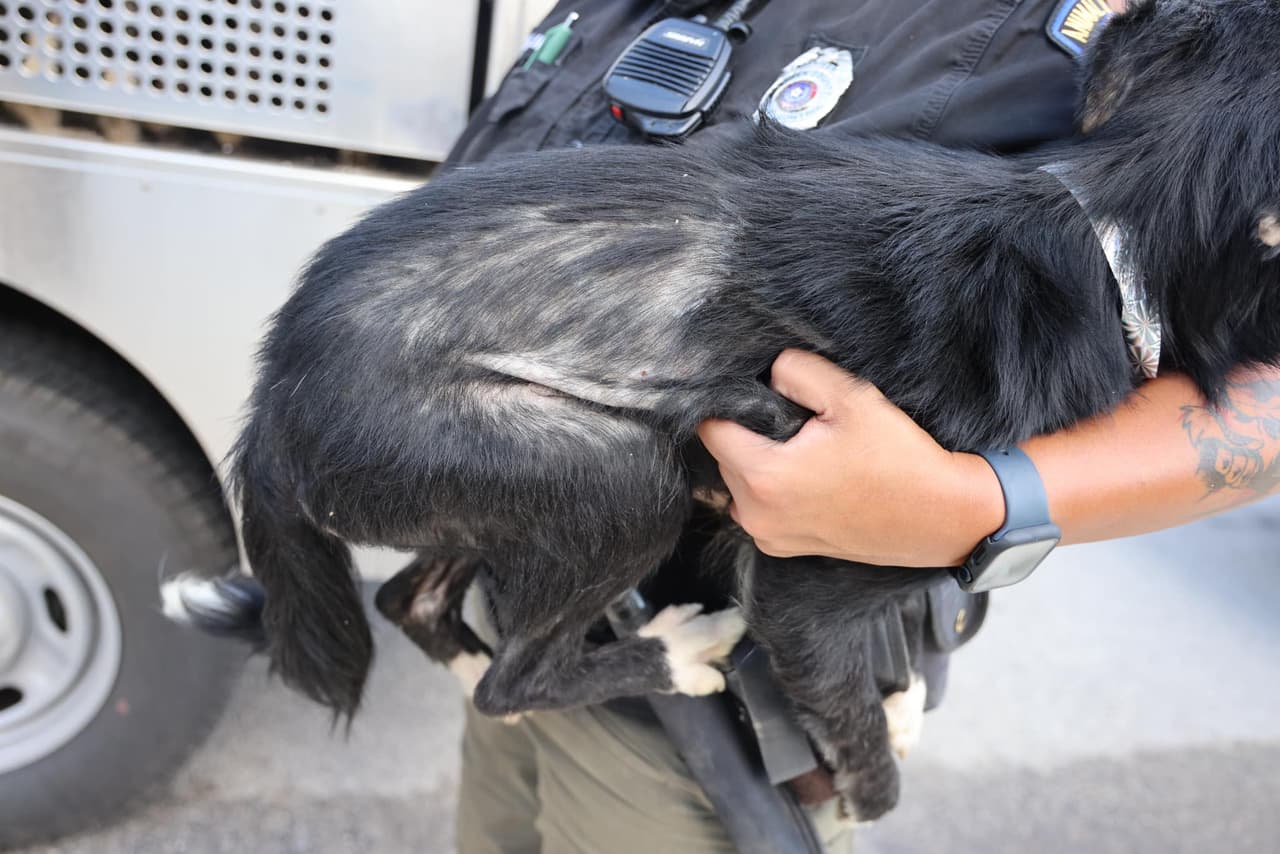 Al acceder a la residencia, el Servicio de Control Animal halló a múltiples perros viviendo y oficiales reportaron los hechos como uno de los casos más severos de crueldad animal que han atendido.