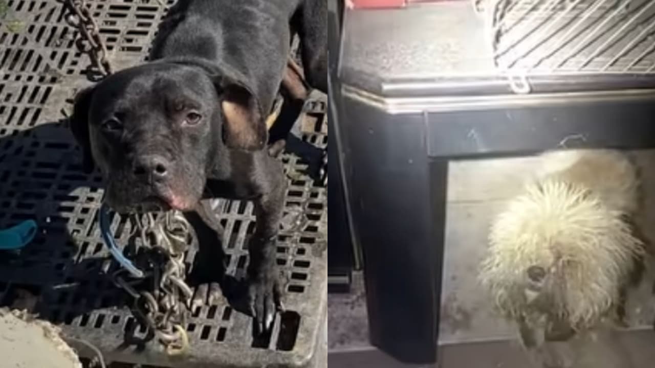 Rescatan a dos perros que vivían entre charcos de orina y excremento en una casa del condado de Harris