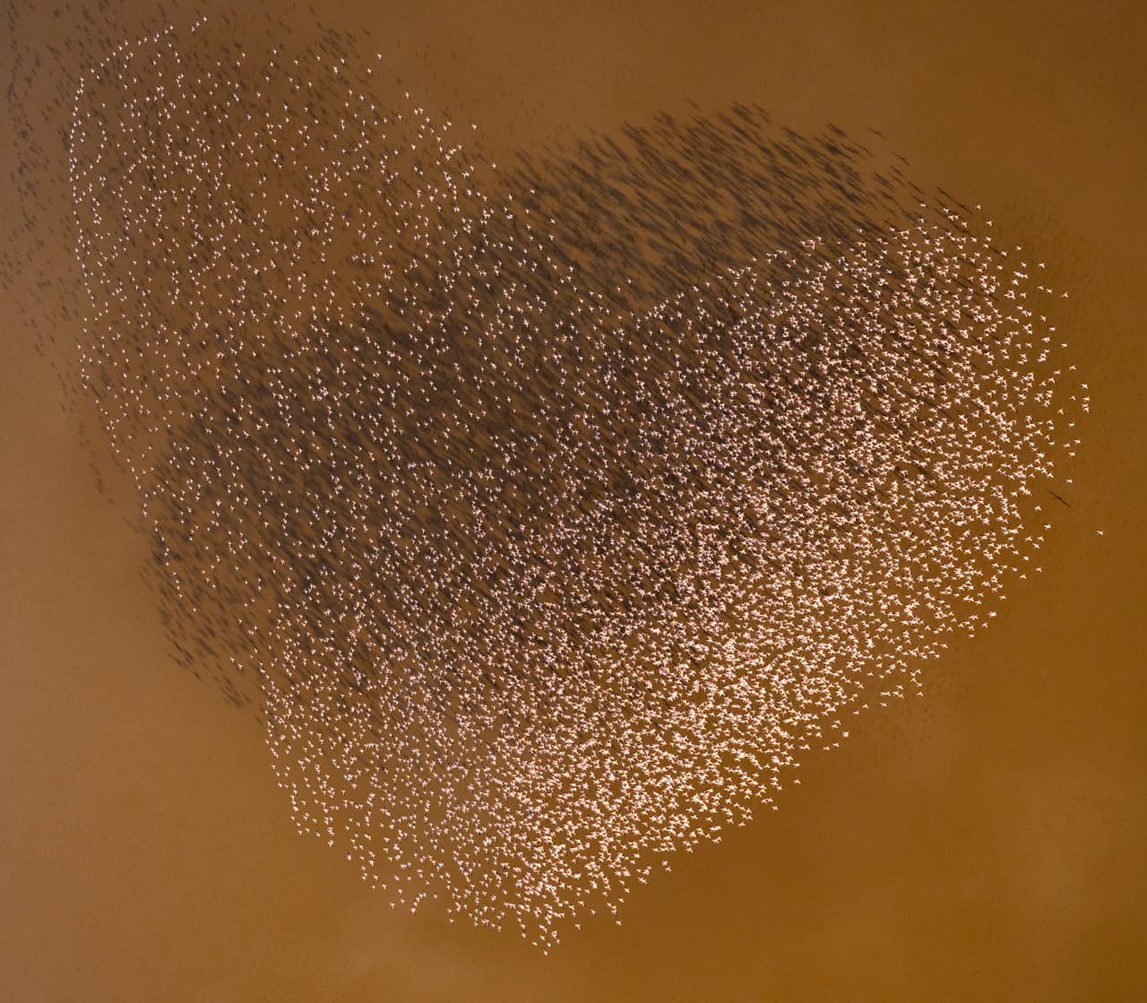 Una bandada de flamencos forma un corazón mientras vuela sobre el Lago Logipi, en el Distrito de la Frontera Norte, Kenia.
<br>