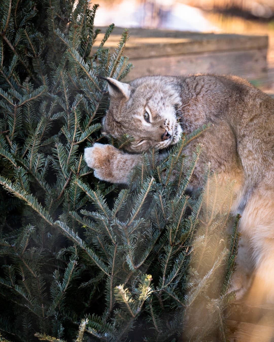 <b><a href="https://animalparknc.org/events/treetoss/   " target="_blank">Animal Park Tree Toss en Burlington (8 de enero)</a></b>: ¿Alguna vez te has preguntado qué pasa con todos esos árboles de Navidad sobrantes? En Burlington, muchos árboles se donan al Conservator Center Animal Park. Los visitantes pueden caminar por el parque para ver a los animales disfrutar de los árboles. También tendrás la oportunidad de crear una manualidad para llevarte a casa.