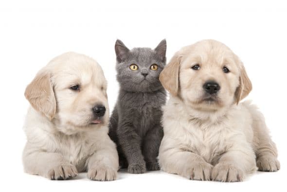 Entonces, esta lista es para ti. Descubre algunas de las razas de perros y gatos que menos pelo pierden.