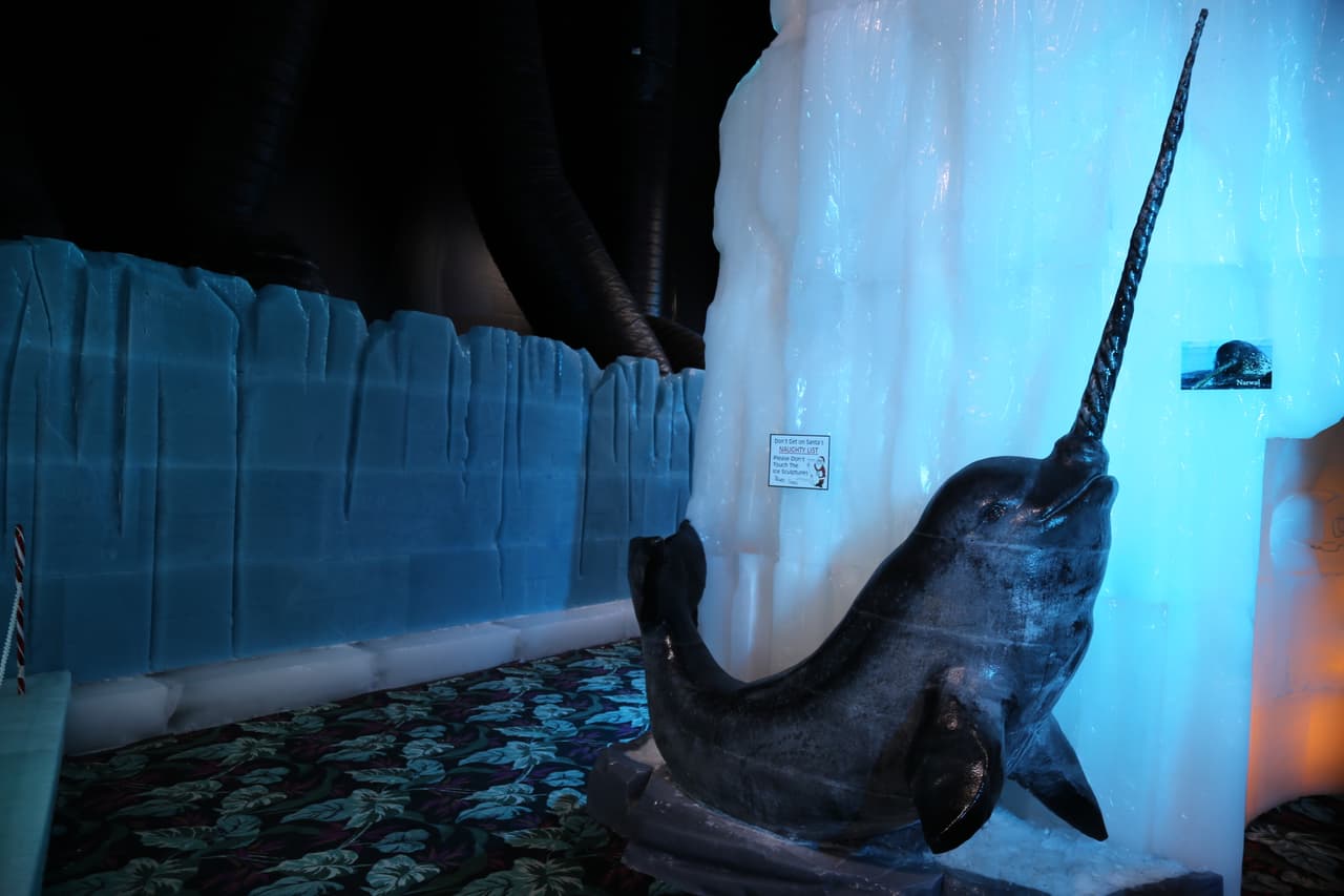 Otra especie del Ártico, pariente de las belugas, es el narval.