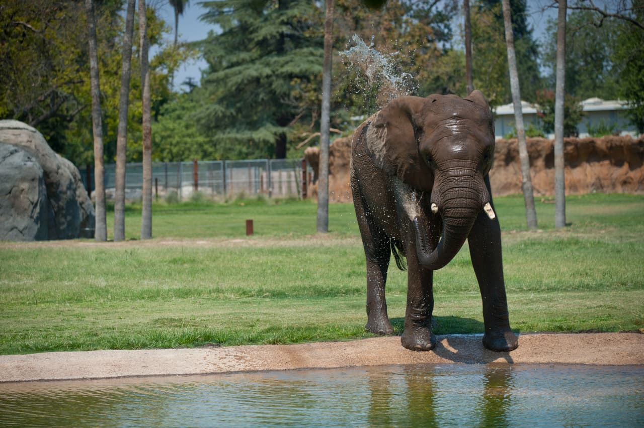 Familias disfrutaron del Día de la Familia en el Zoológico de Fresno