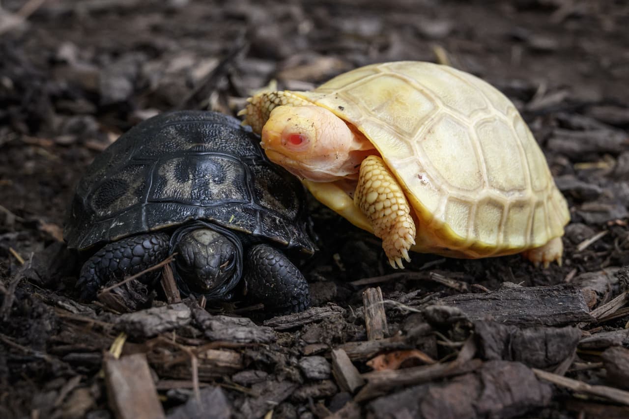 La tortuga bebé es un espectáculo único: con su piel y caparazón claros y ojos rojos, este pequeñín pesa unos 50 gramos (1,7 onzas) y cabe en la palma de la mano.
<br>
<br>