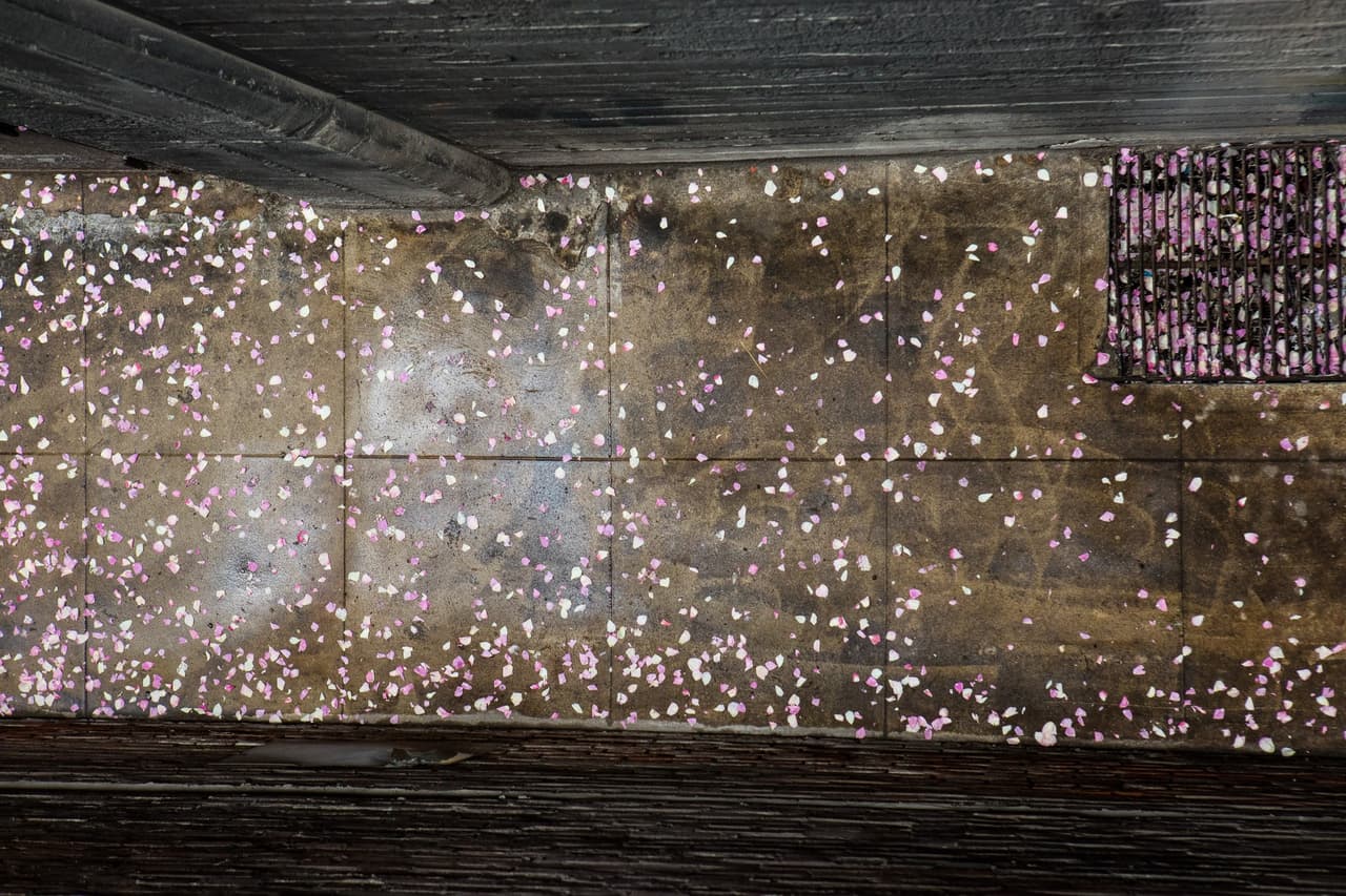 Se utilizarán 7,000 recipientes con pétalos.