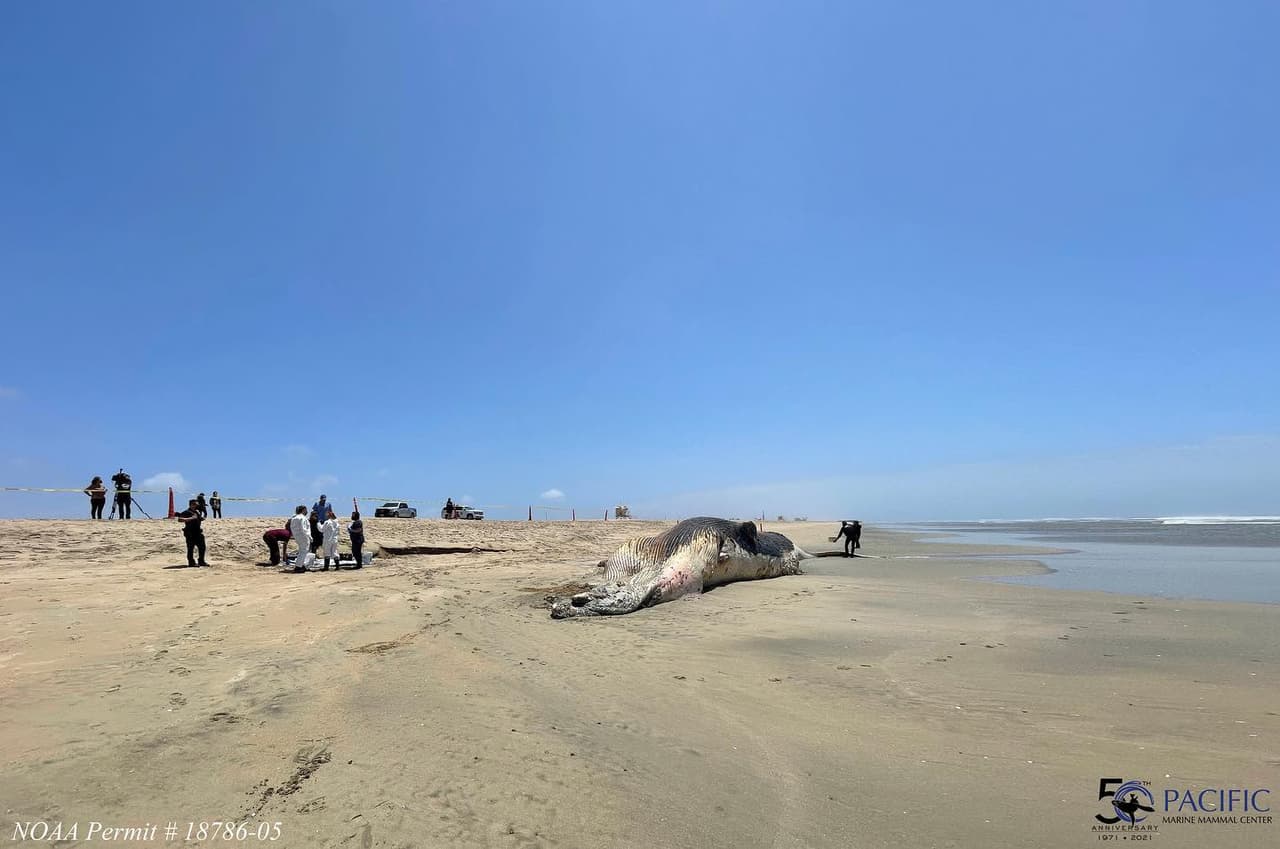 El animal fue encontrado este miércoles en la playa estatal de Bolsa Chica.