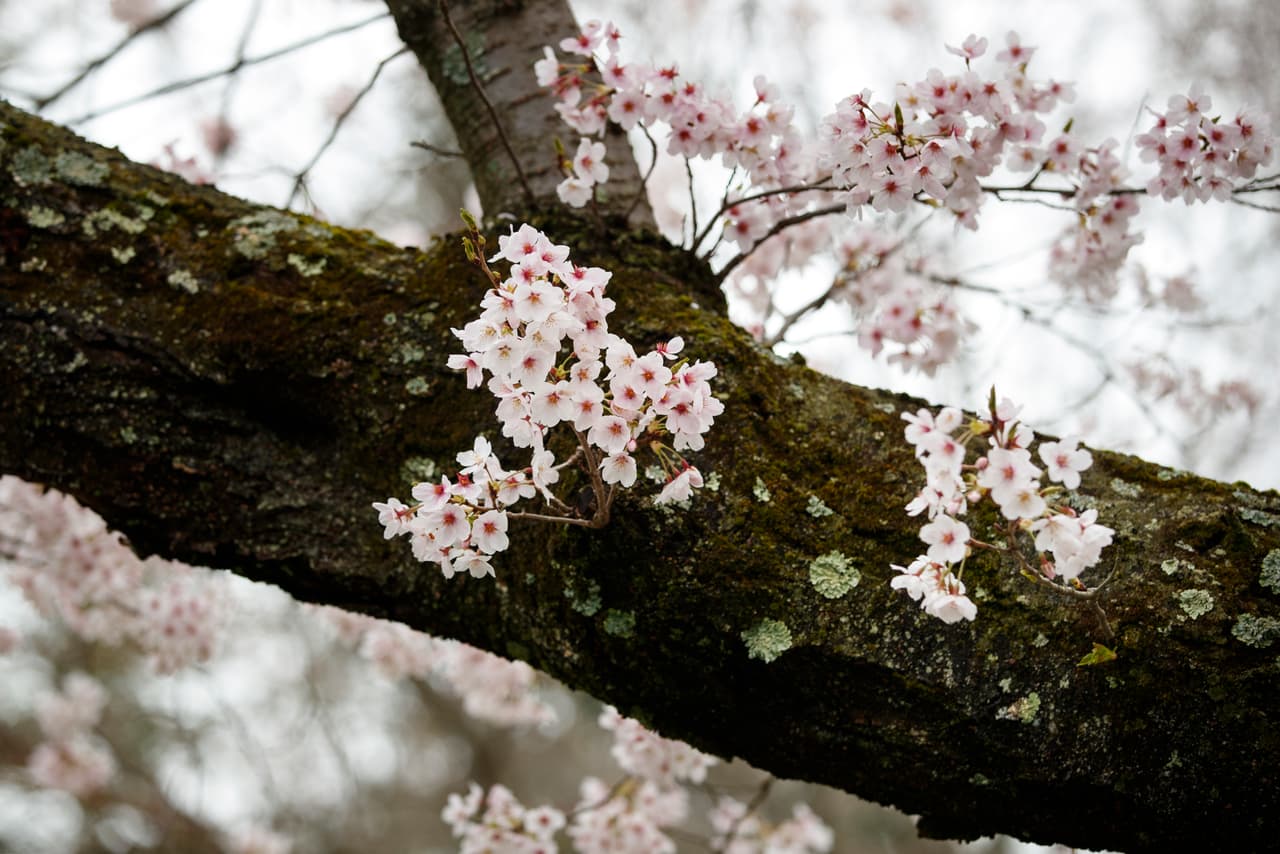 La floración o florecimiento de los cerezos atraviesa varias etapas.
