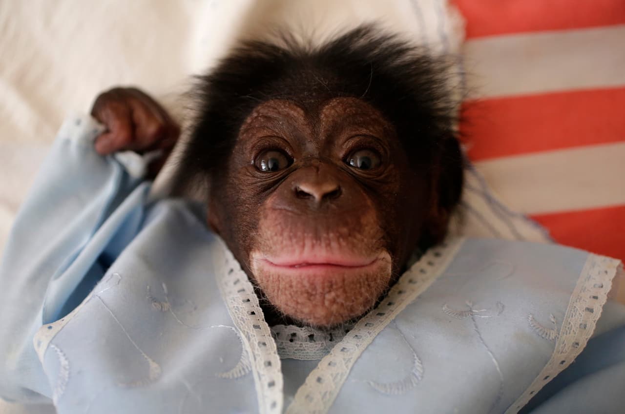 Eleven-day-old Anumá, at the house of Cuban biologist Marta Llanes, 62, in Havana, Cuba. January 19, 2016.