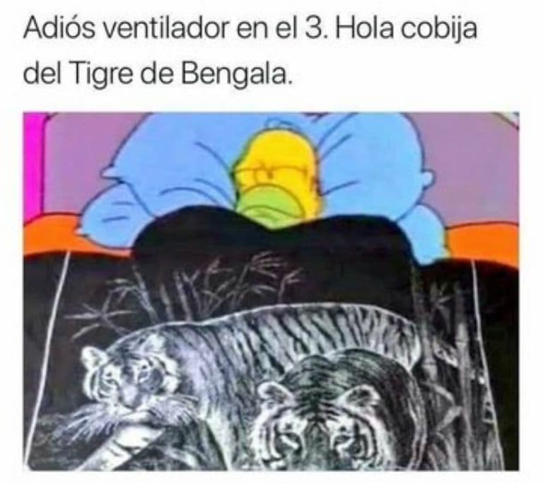 Llega esta maravillosa época del año que todas las casas sacan las cobijas de Tigre de Bengala, que las abuelas nos regalan.