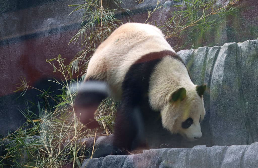 Xin Bao, en la foto, así como Yun Chuan salieron a finales de junio del Centro de Conservación e Investigación del Panda Gigante de China, en Ya'an, una provincia de Sichuan.