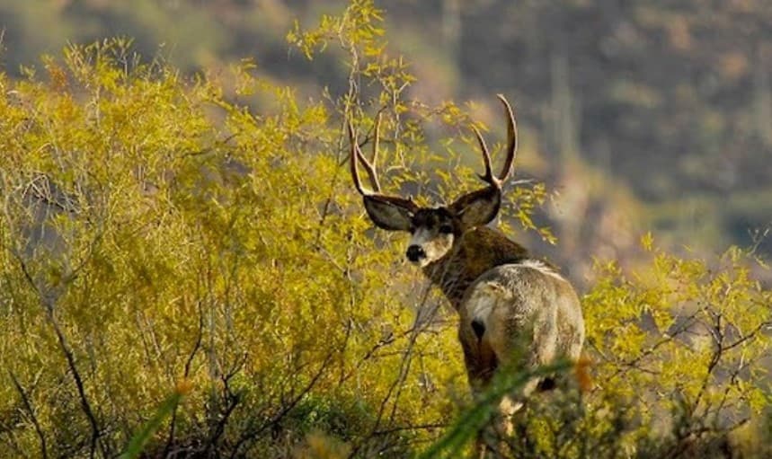 El triste caso de la mujer que trató de alimentar a un alce y el animal la mató a cornadas 