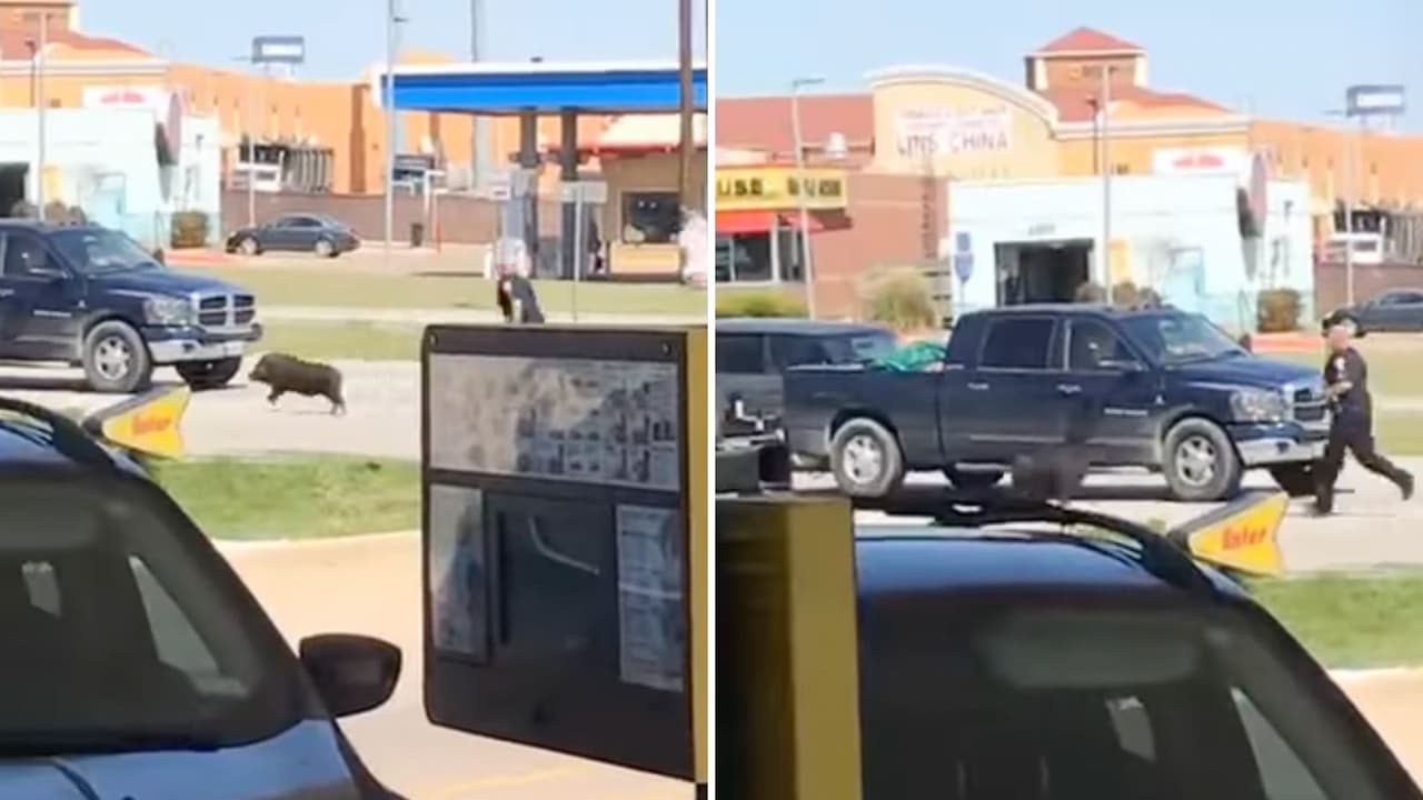 Captan a un cerdito salvaje “huyendo” de la policía en calles de Texas