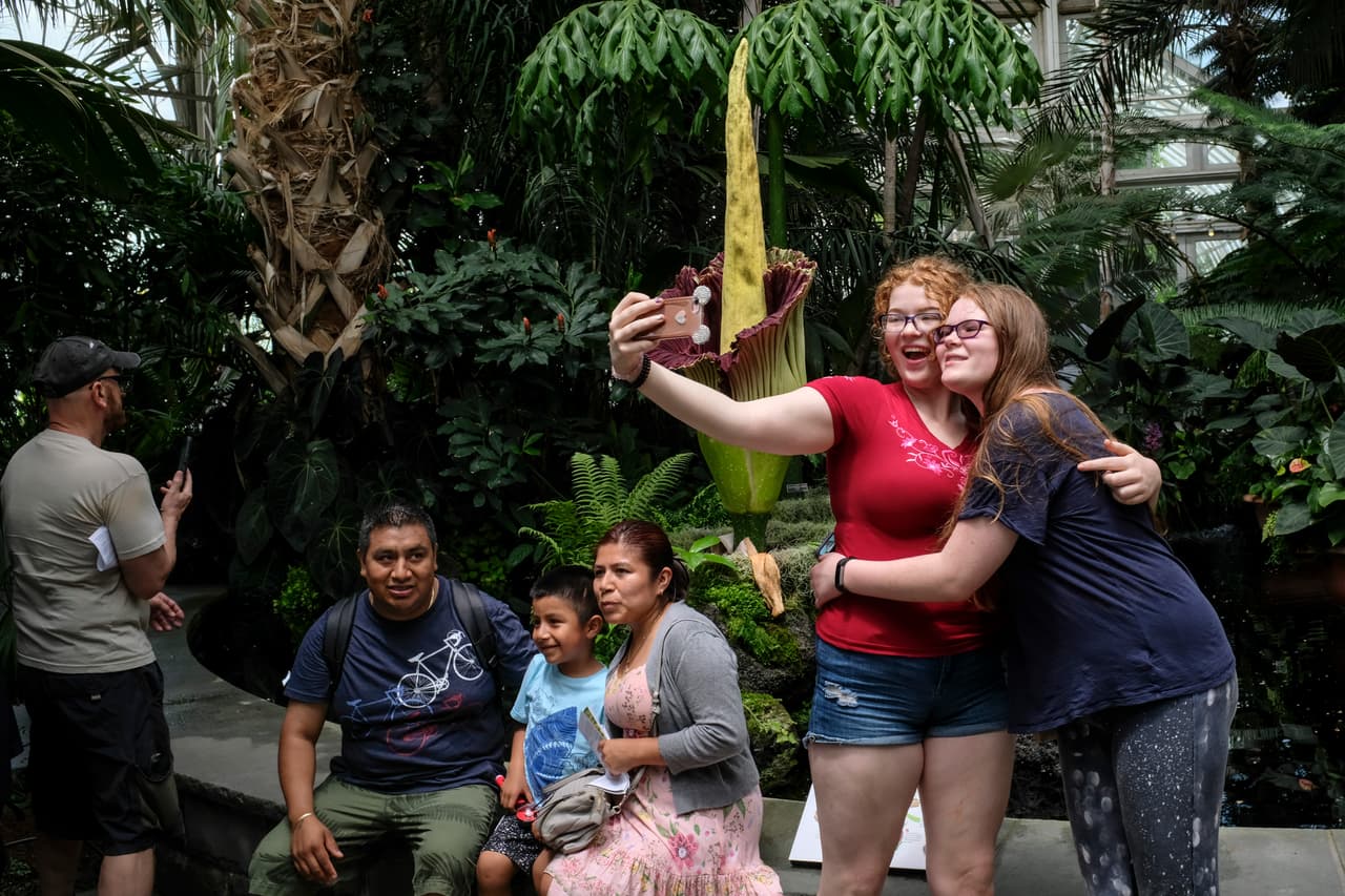 La Amorphophallus Titanum es originaria de la isla de Sumatra, Indonesia.