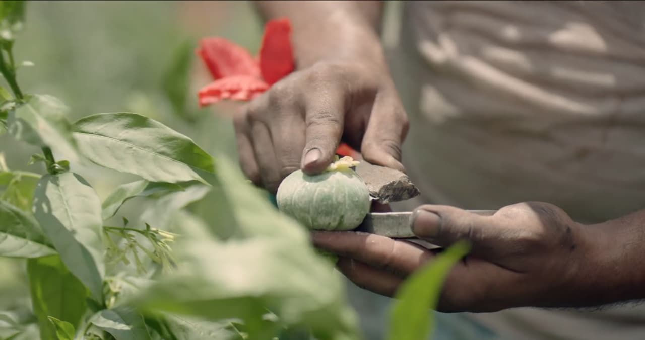 Los sembradíos de amapola y marihuana son la forma de vivir y subsistir de cientos de campesinos de la Sierra Madre Occidental mexicana quienes enseñan a sus hijos a cultivarla desde muy temprana edad.