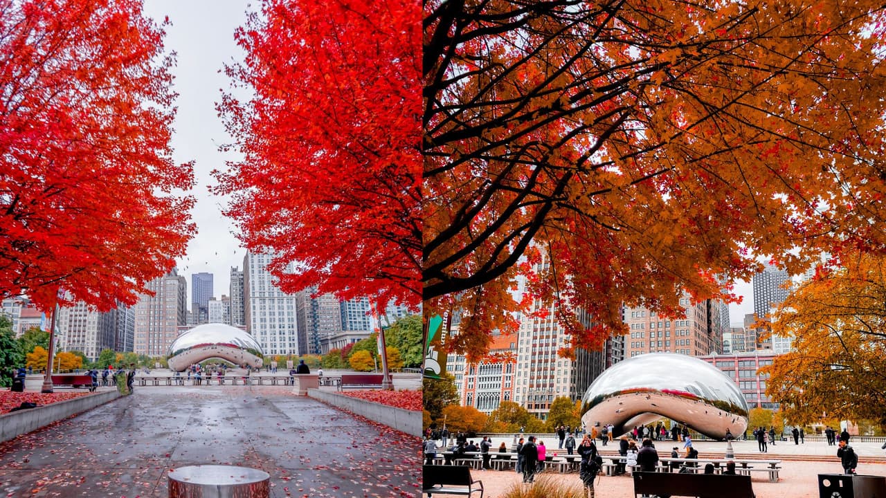 El Millenium Park es sin duda, una de las paradas necesarias durante el otoño. La obra 'Cloud of Gates', que ha sido apodada 'The bean', refleja los colores de los árboles a su alrededor, creando la oportunidad perfecta para visitantes y residentes de tomarse una foto con un paisaje de película.