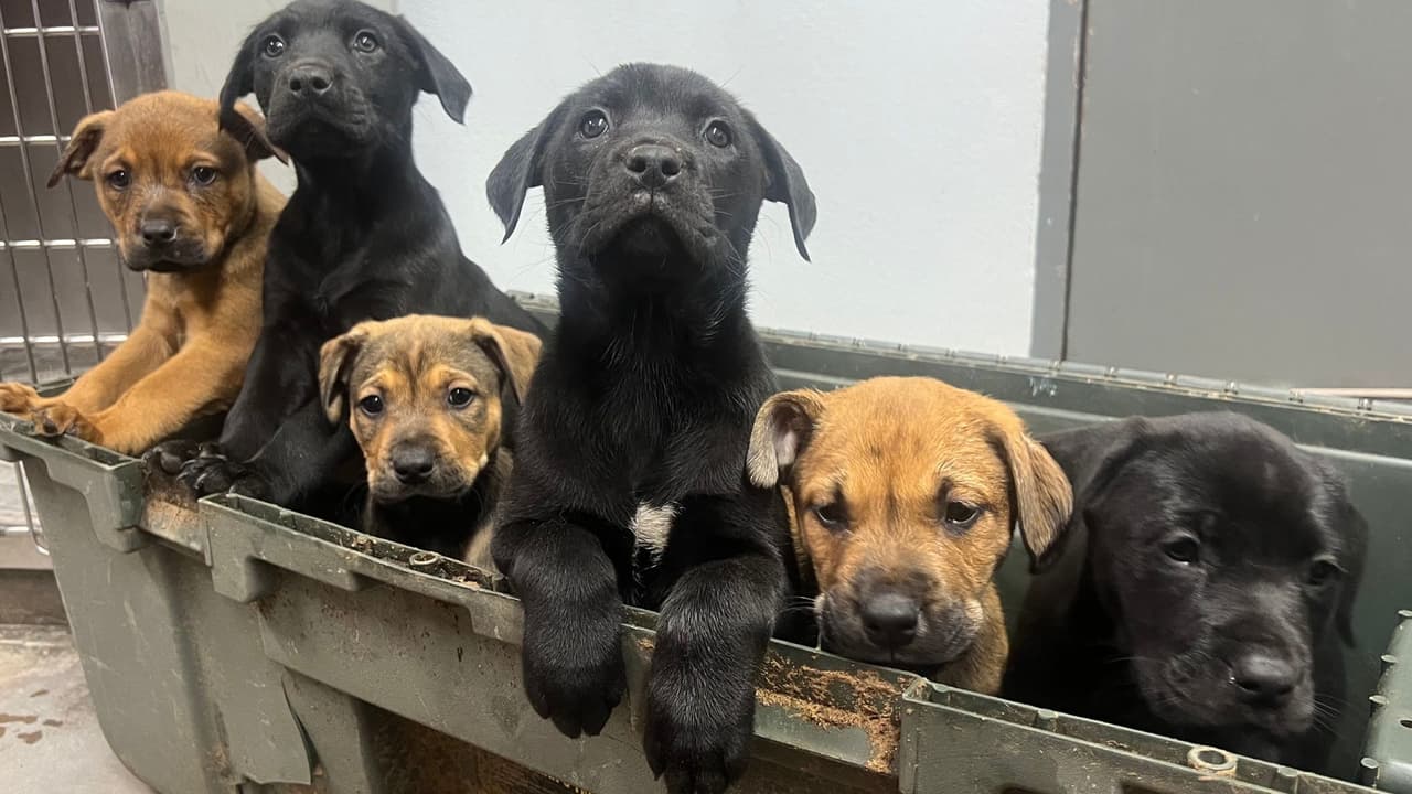 Estos son algunos de los ocho cachorritos que fueron hallados dentro de una caja sellada en una autopista de Fort Worth. "Es un duro recordatorio de la angustiosa realidad de nuestro mundo", dijeron integrantes de la Humane Society of North Texas.
