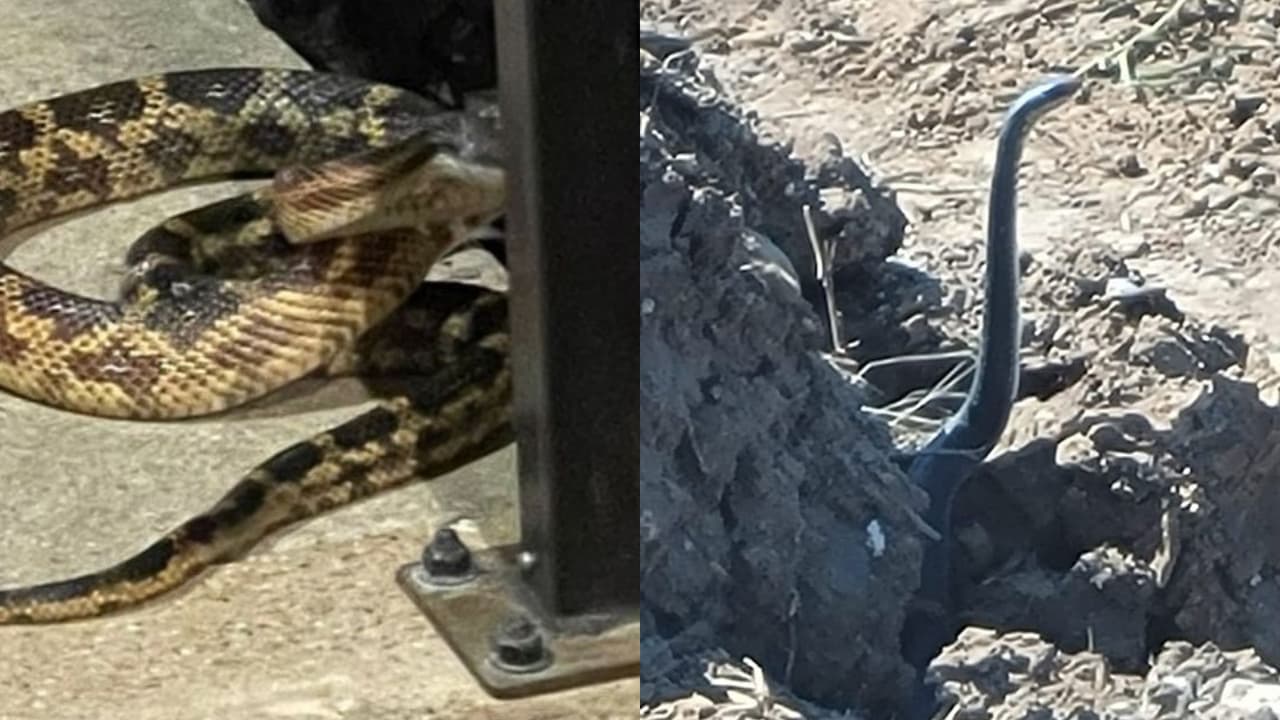 De estas dos serpientes no debes temer, pues no son peligrosas.