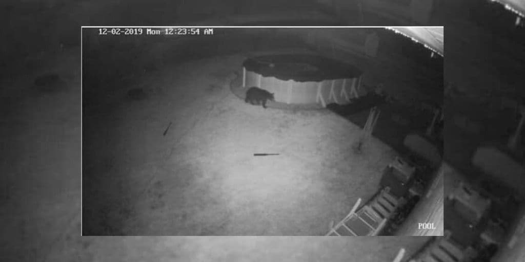 Nuevo avistamiento de osos en el municipio de Springfield, Condado de Delaware 