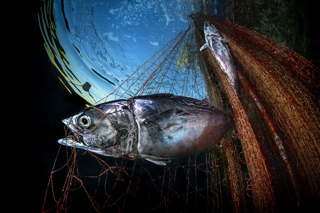 <b>‘En la red’</b>
<br>
<br>Un pez atrapado en una red de pesca, tercer lugar en la categoría ‘salvemos nuestros mares’. Fue tomada en el mar Tirreno, al oeste de la península italiana.
<br>