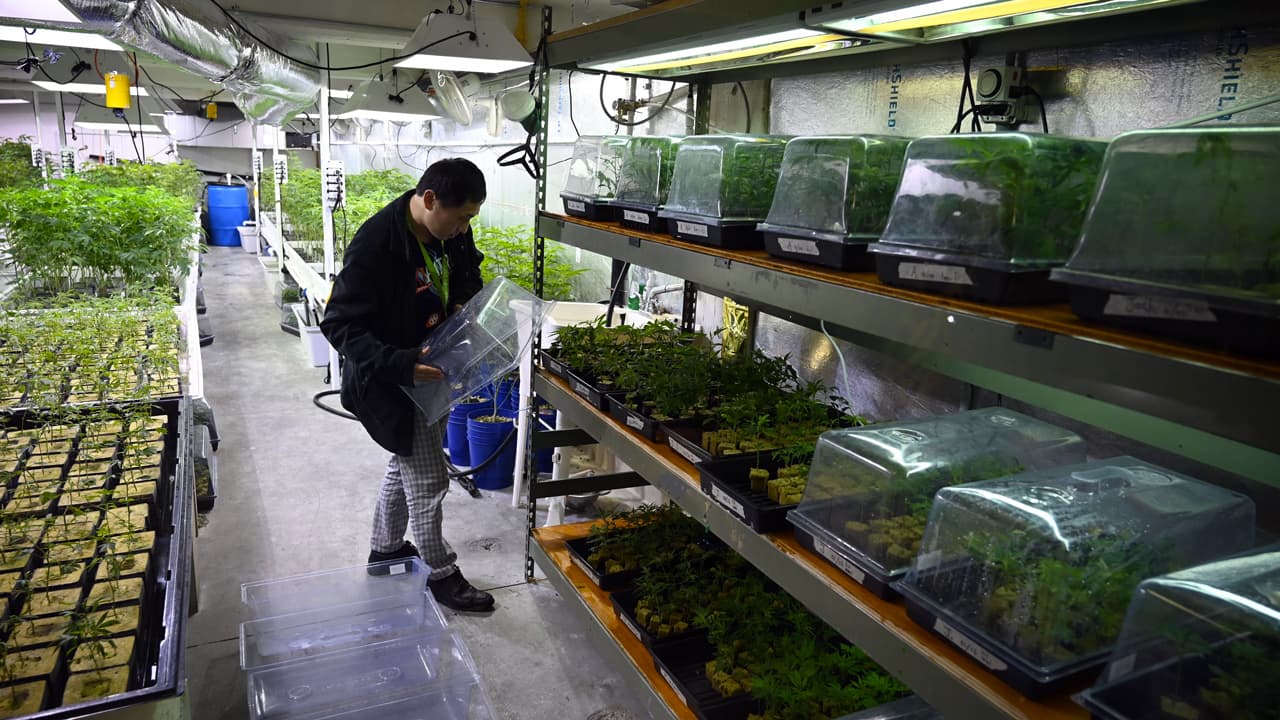 Concejo de Fresno rechaza permiso de operación a 4 de 5 dispensarios de cannabis en apelación