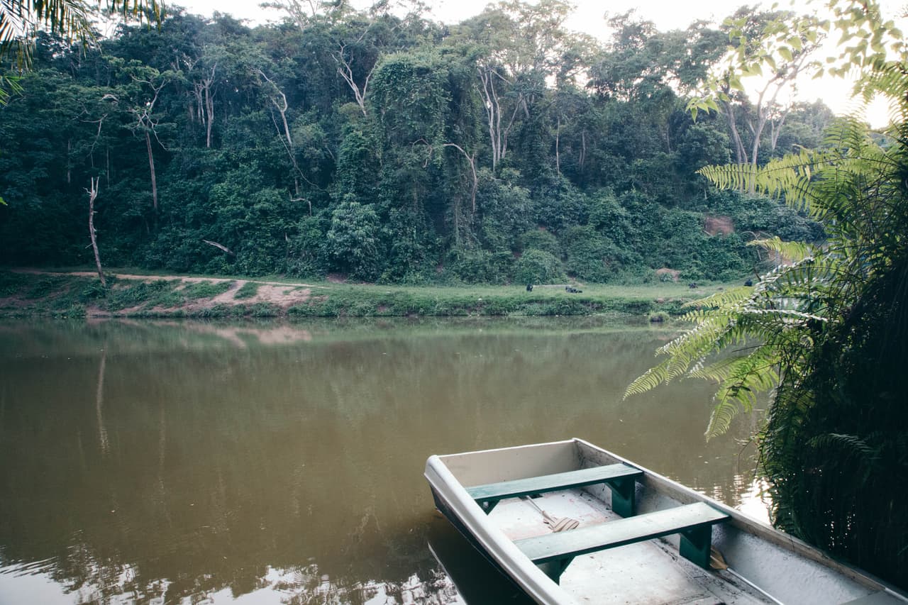 Para mantener el santuario tan salvaje como sea posible, los cuidadores usan botes para alimentar y observar a sus bonobos, manteniendo siempre una distancia segura para asegurar que la interacción humana sea mínima.