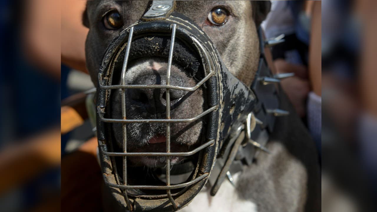 Niña de 3 años en estado grave tras ser mutilada en ataque de su perro