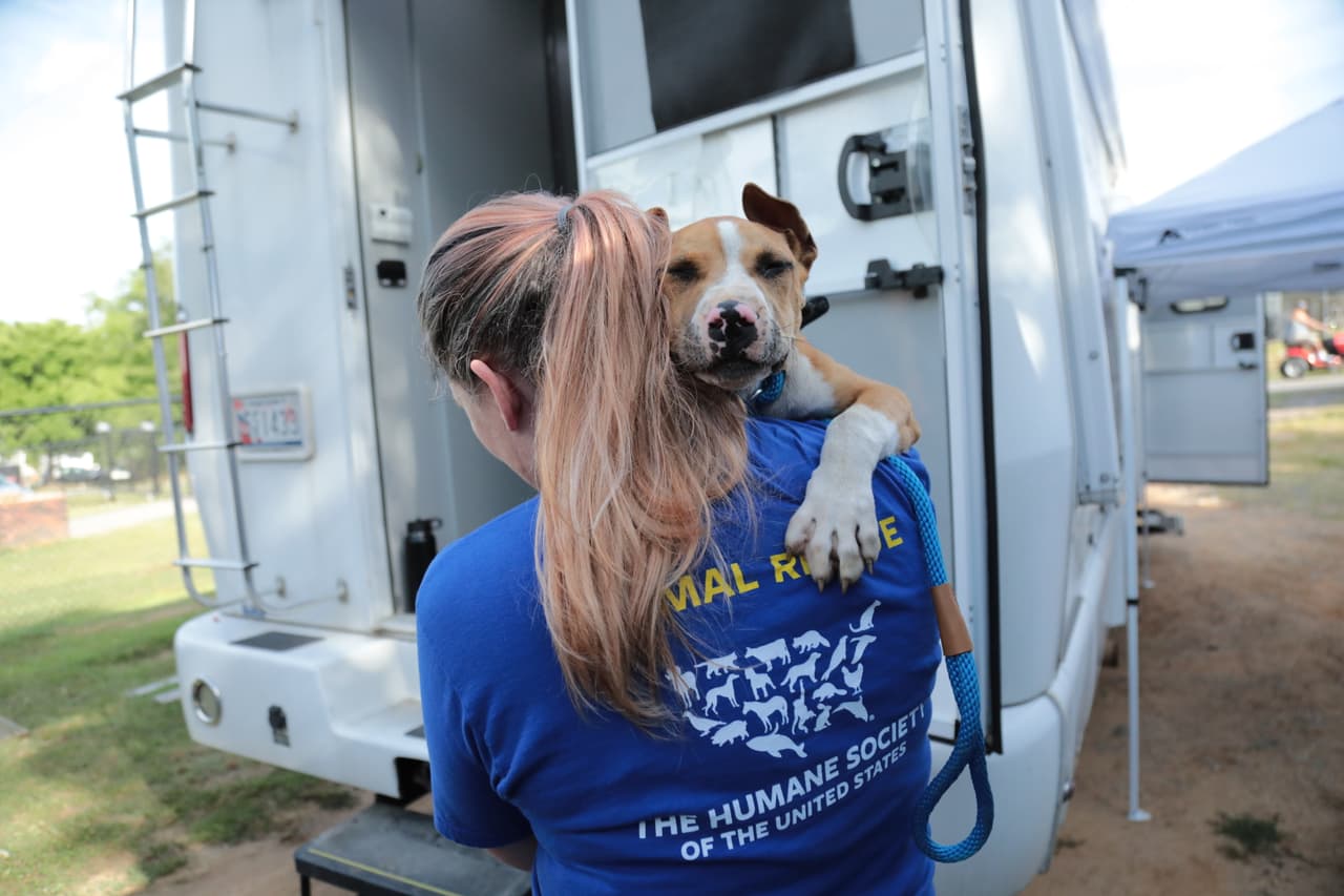 El dinero que se apuesta es el principal motor de estos eventos clandestinos. Se estima que los participantes llegan a ganar hasta 200,000 dólares en un solo combate.