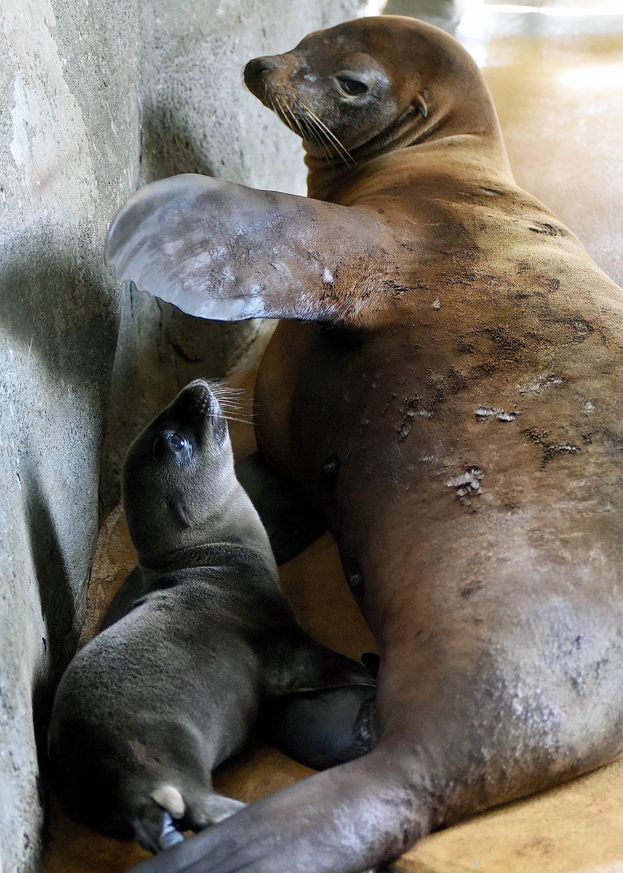 Según dicen los expertos, en su hábitat natural, las crías de leones marinos no nadan en sus primeras semanas de vida, pero están en pequeñas albercas naturales hasta que pueden ir al mar con sus madres. Estos cuidados pueden durar de varios meses a un año.
<br>