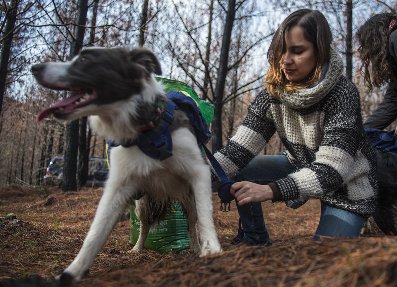 La chilena Francisca Torres, entrenadora de Olivia, Das y Summer y miembro del grupo de activistas de animales Pewos, camina con sus border collies, sembrando semillas de árboles en una zona consumida por el fuego en Talca.