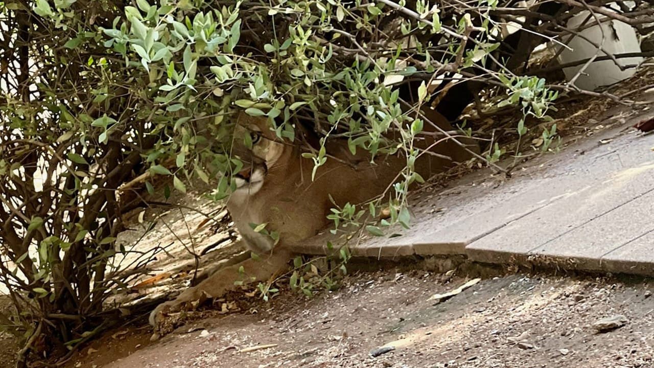 De acuerdo con las autoridades, la captura ocurrió la mañana de este viernes 12 de julio, después de recibir varios reportes al 911.