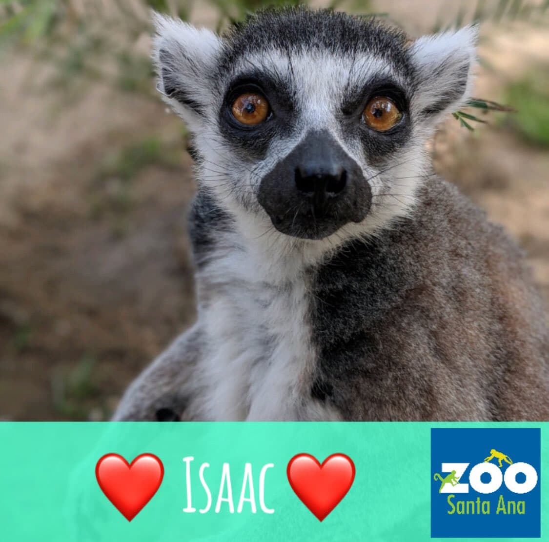 Lémur robado del Zoológico de Santa Ana aparece en un hotel junto a una nota