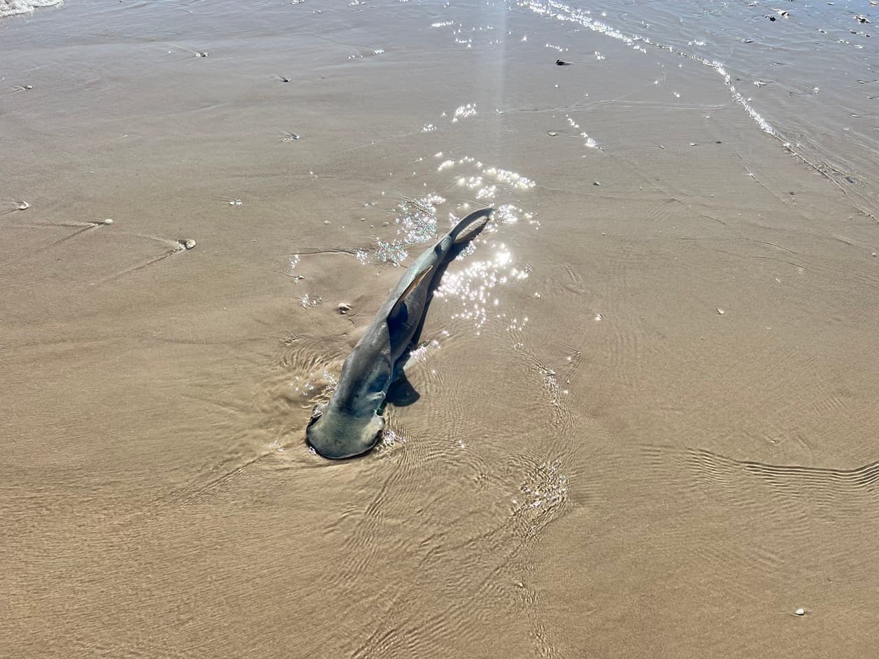 Por esta razón, según Texas Parks and Wildlife, las mareas rojas suelen provocar la muerte de peces en las playas del Golfo. 
<b>Cuando las algas de la marea roja se reproducen en concentraciones densas o "floraciones", son visibles como manchas descoloridas del agua del océano, a menudo de color rojizo.</b>