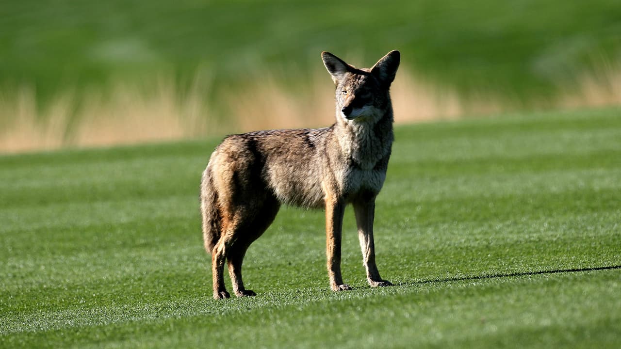 Mantenga su casa y garaje cerrado pues estos animales usan esos espacios para descansar o tener a sus crías. Si tiene una emergencia con un coyote
<b> llame al 888-404-3922.</b>