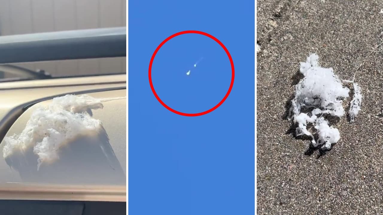 Arañas bebés que caen "del cielo": por qué ocurre este fenómeno en la Bahía