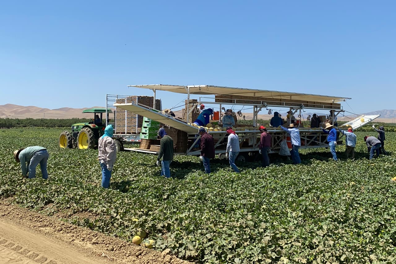 Trabajadores agrícolas en las granjas Del Bosque, 
<a href="https://abcnews.go.com/Technology/wireStory/washington-state-latest-pass-heat-rules-workers-78762718" target="_blank">en Firebaugh, California</a>, el pasado viernes. Las temperaturas han llegado a los 110º F (43.3º C) durante este fin de semana.