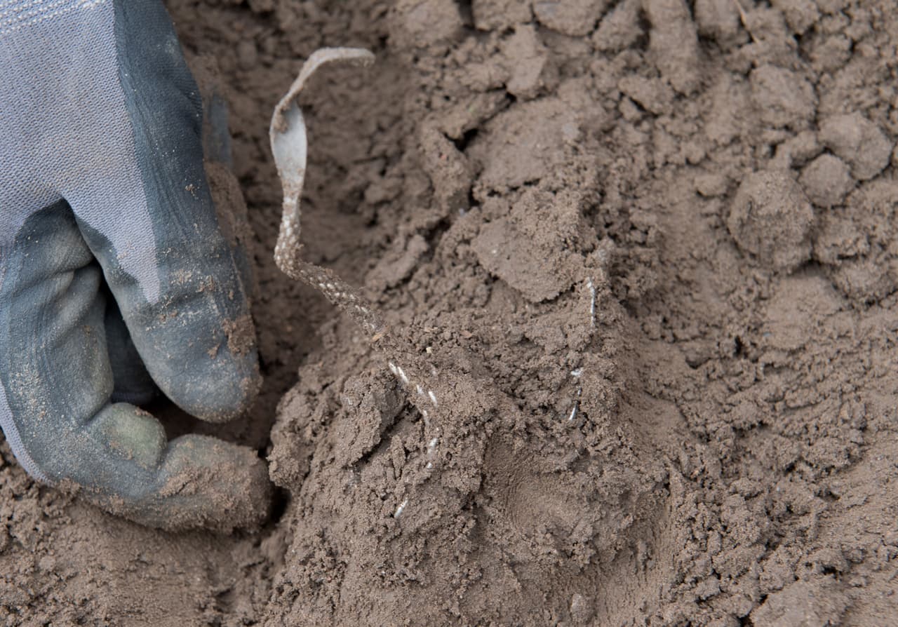 El arqueólogo Rene Schoen desentierra un collar de plata durante la excavación, que ha cubierto hasta el momento unos 4,300 pies cuadrados (400 metros).