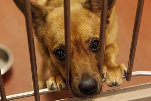 Cada día miles de perritos, por lo general adultos, son abandonados en las calles por sus dueños, quienes ya no pueden hacerse cargo de ellos o simplemente no se tocan el corazón y toman la fácil decisión de dejarlos abandonados, quitándose cualquier responsabilidad.