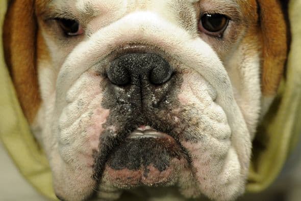 Los perros, como las personas, también necesitan ser estimulados física y mentalmente ya que, de lo contrario, se aburren, se desesperan y básicamente por eso, cuando regresas después de horas de estar fuera de casa, encuentras un gran desastre en casa y un perro muy confundido.