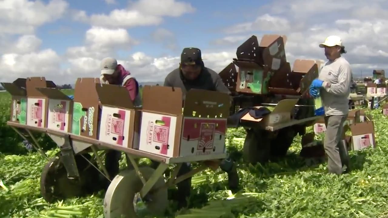 Los campesinos no paran de trabajar pese a los riesgos que corren bajo las condiciones extremas del clima, a las que también hay que sumarles los riesgos de contagio del coronavirus.