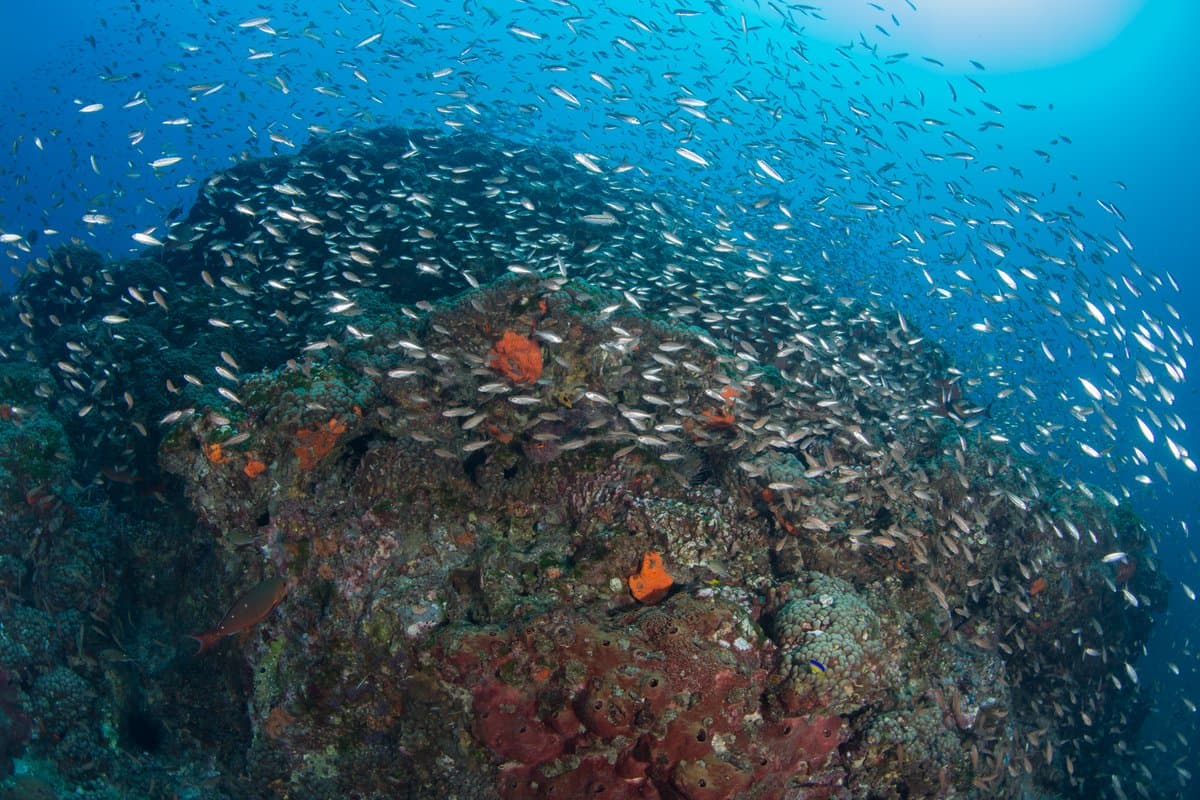 El arrecife se localiza a 150 kilómetros de las costas de Texas y Luisiana