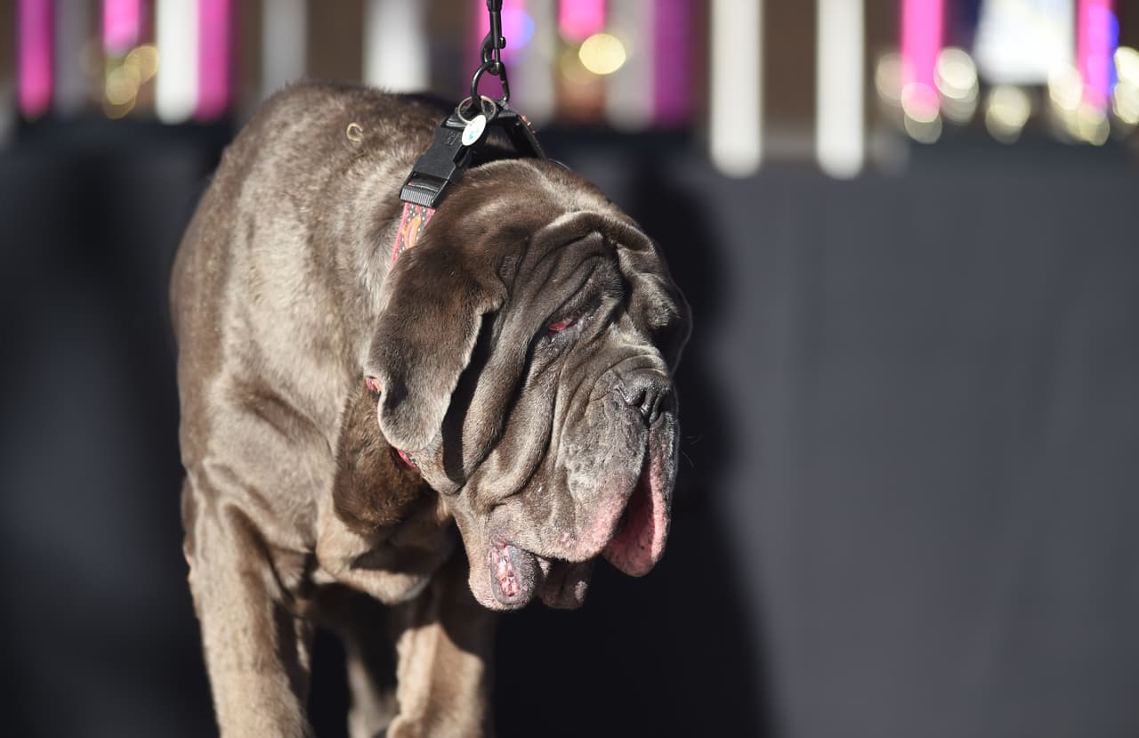 Martha, la mastiff neapolitana que ganó el concurso el año pasado, acudió a la coronación de Zsa Zsa.