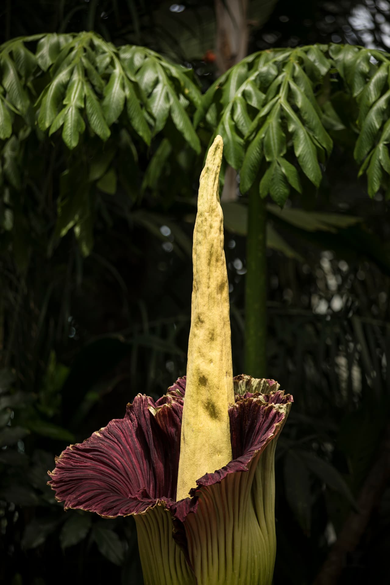Es una especie de selvas calurosas y en el Jardín Botánico tiene las condiciones para florecer.