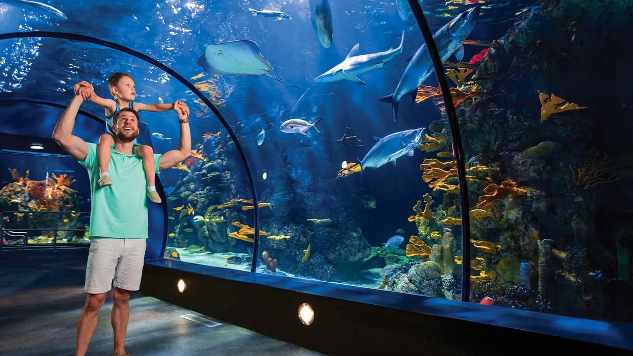 Los visitantes también pueden experimentar Sharks 4D y Aquaman 4D dentro del 4D Special FX Theatre o embarcarse en una aventura en aguas profundas con Deep the Pufferfish.