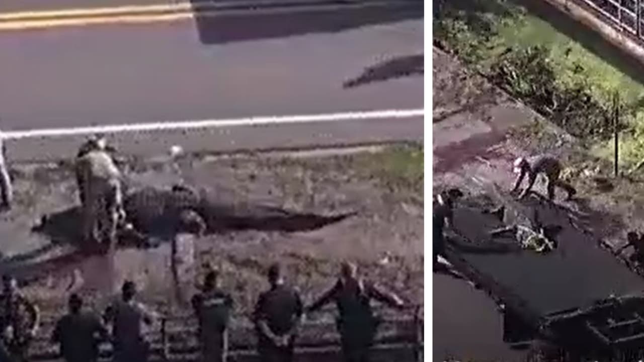 Caimán de 13 pies es sacrificado tras encontrar restos humanos en la vía fluvial del condado Pinellas