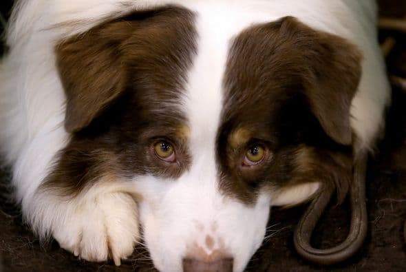 Y vaya que la competencia tomó un tinte más serio cuando se tenía que elegir al mejor.